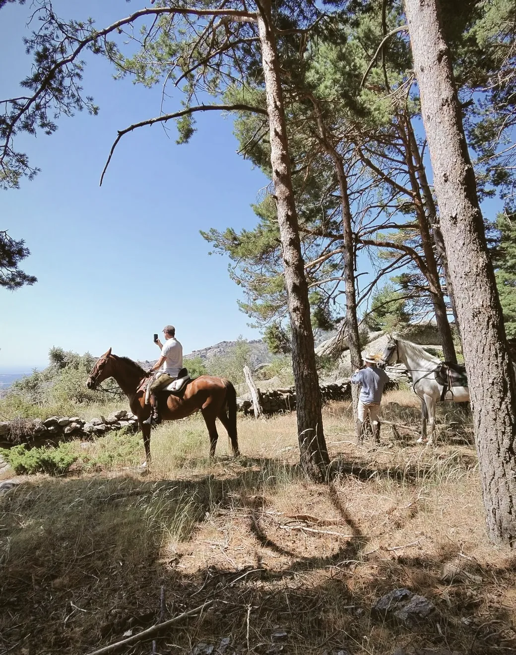 Jinete entre los pinares de la Sierra de Guadarrama