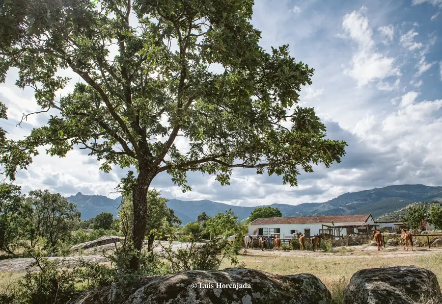 Jinete cruzando un pinar del Guadarrama